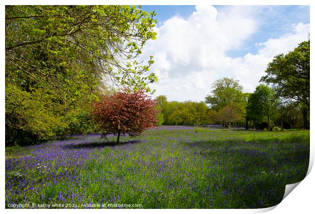 Cornwall Bluebells,Bluebell woods, Cornwall,  Print by kathy white