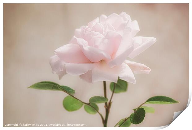 Majestic Pink Rose Print by kathy white