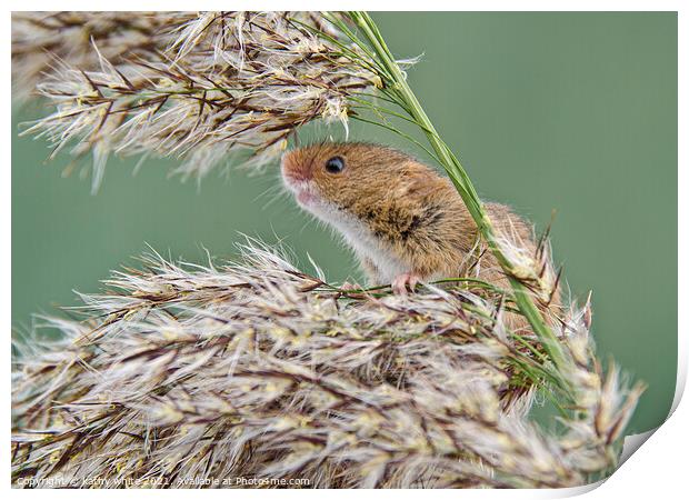 Harvest Mouse,Harvest  mice,nature wildlife  Print by kathy white