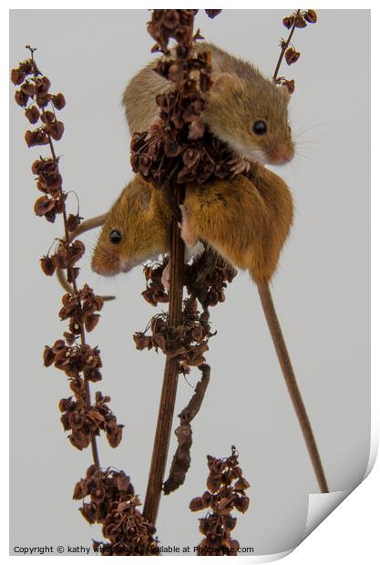 Two Harvest Mouse, Tiny Harvest mice Print by kathy white