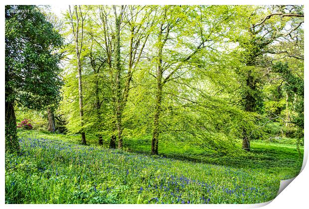Cornwall Bluebells,English Bluebell Wood, Cornwall Print by kathy white