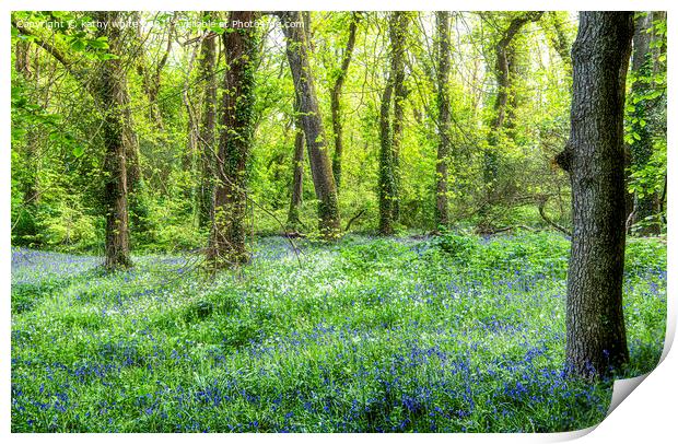 Cornwall Bluebells,Bluebell Wood,English Bluebell  Print by kathy white
