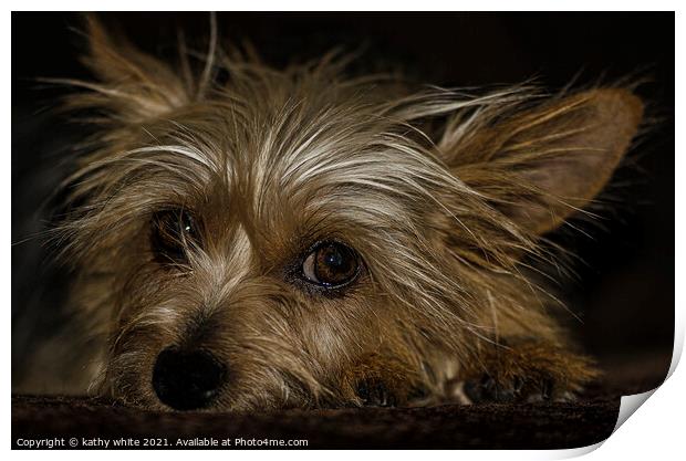 Adorable Yorkshire Terrier Print by kathy white