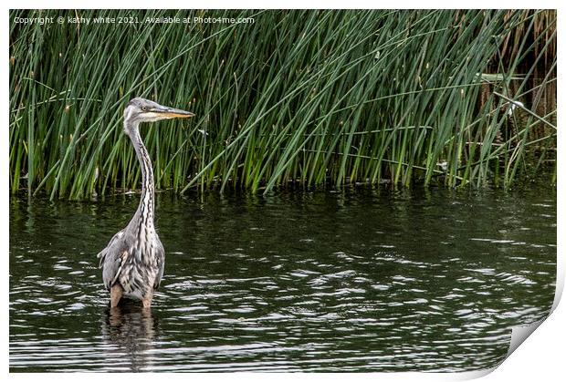 Heron fishing in the lake Print by kathy white