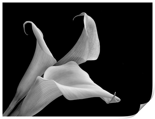 Aurum lily, or, Calla lily Print by kathy white