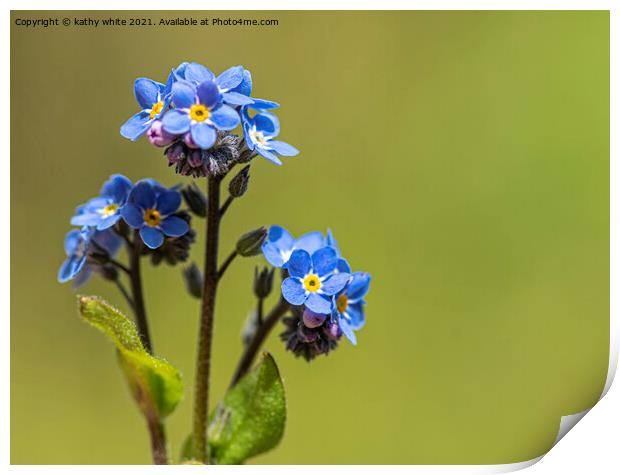 Forget-me-Nots, blue flowers Print by kathy white