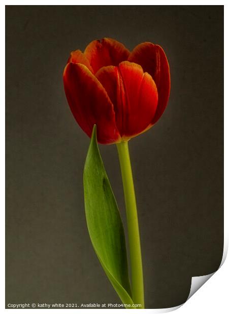 tulip,beautiful Red Tulip Flower Print by kathy white