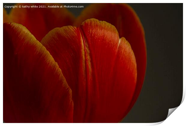 tulip,close up of a red tulip Print by kathy white