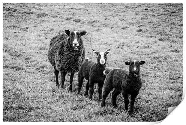 black sheep,mother and lambs Print by kathy white