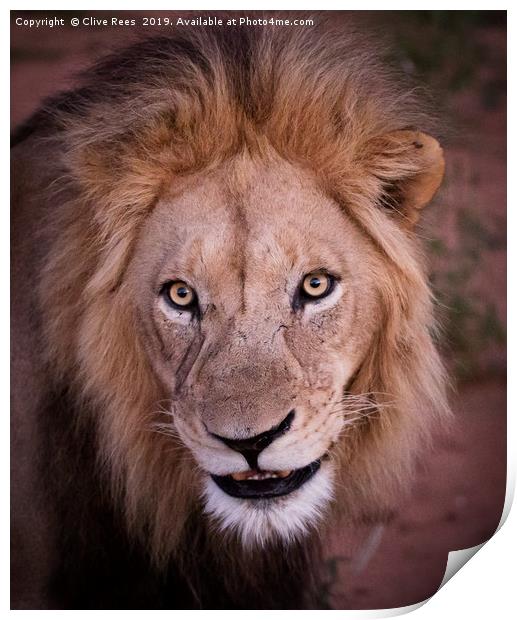 Male Lion Portrait Print by Clive Rees