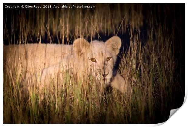 White Lion Cub Print by Clive Rees