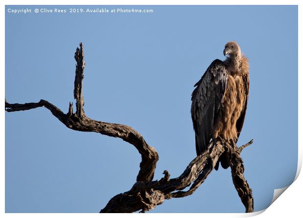 White Backed Vulture Print by Clive Rees
