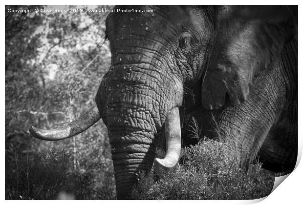 African Elephant Print by Clive Rees