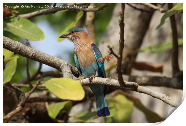 Indian Roller. Print by Ant Marriott