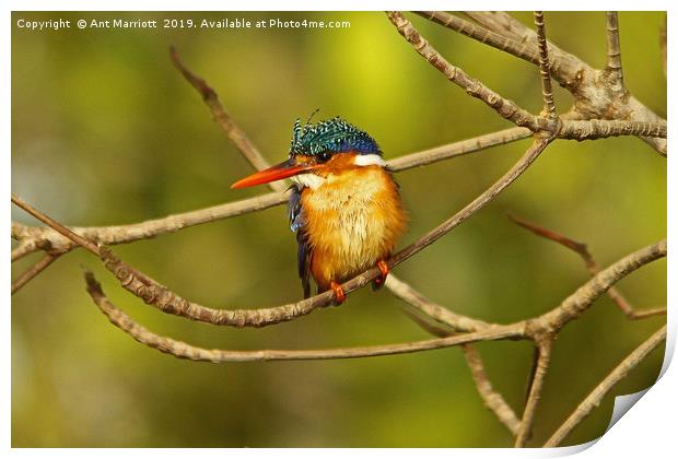 Malachite Kingfisher - Alcedo cristata Print by Ant Marriott