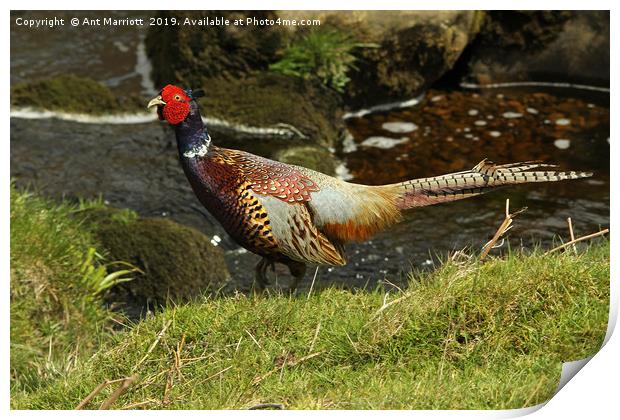 Pheasant - Phasianus colchicus Print by Ant Marriott