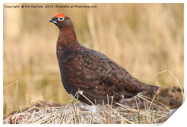 Red Grouse - Lagopus lagopus scotica Print by Ant Marriott