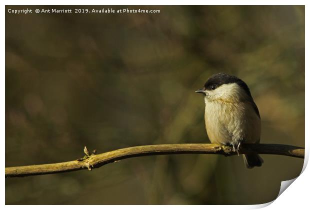 Willow Tit - Poecile montanus Print by Ant Marriott