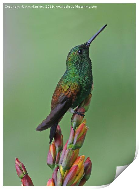 Copper-rumped Hummingbird - Amazilia tobaci Print by Ant Marriott