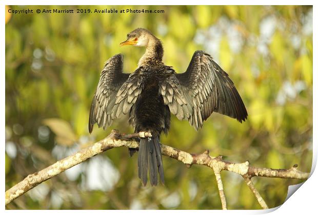 Long-tailed Cormorant - Microcarbo africanus (aka  Print by Ant Marriott