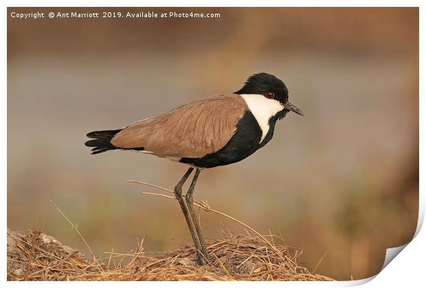Spur-winged Plover - Vanellus spinosus (aka Spur-w Print by Ant Marriott