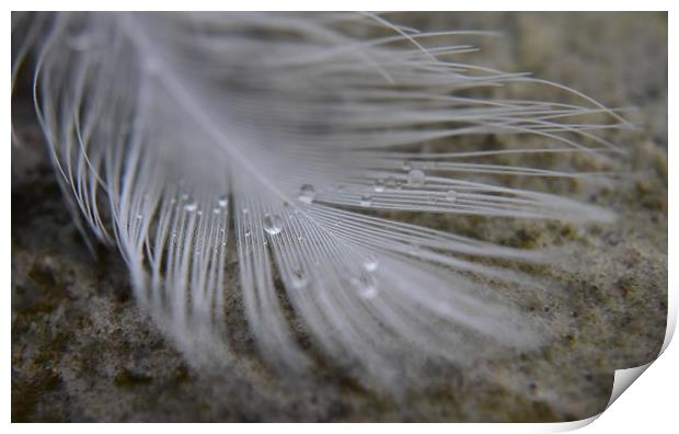 Feather and Water droplets Print by Gemma Sellman