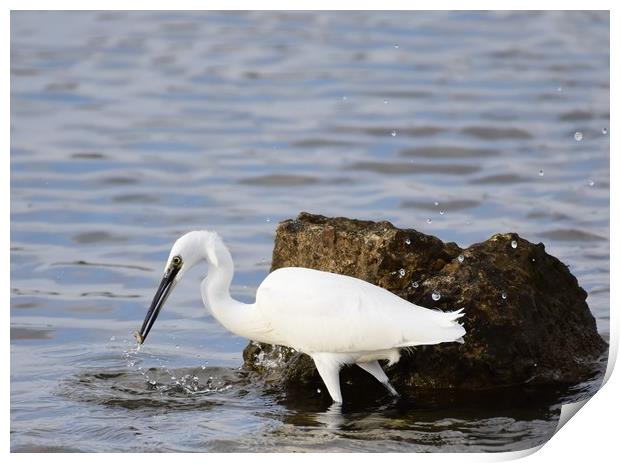 Little Egret with Fish Print by Gemma Sellman