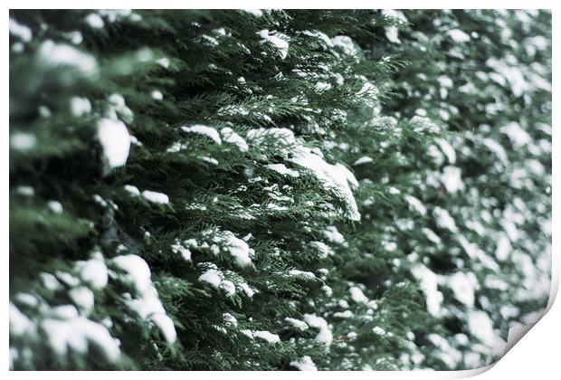 Evergreen Hedgerow in Snow Print by Jodie Grover