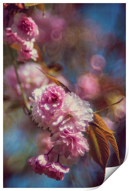 Cherrie flower Print by Steffen Gierok-Latniak