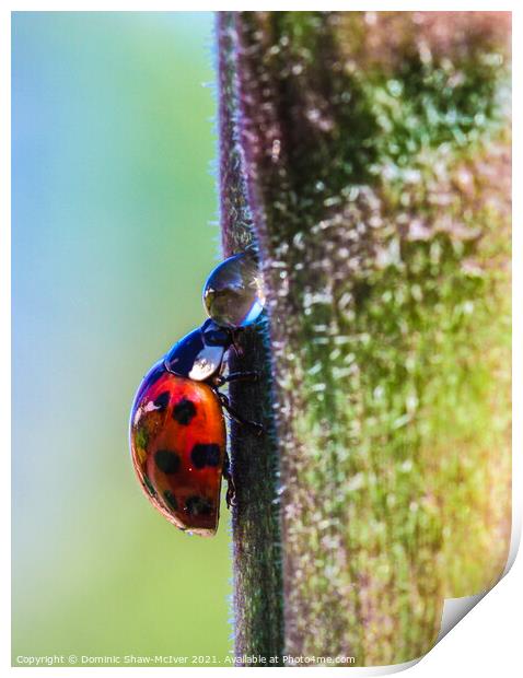 The very thirsty ladybird Print by Dominic Shaw-McIver