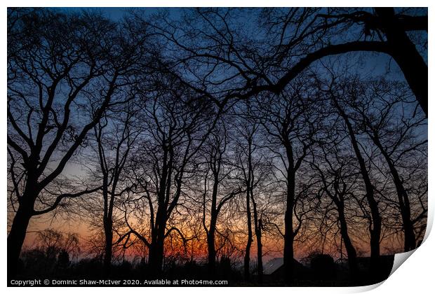 Winter wood sunrise Print by Dominic Shaw-McIver