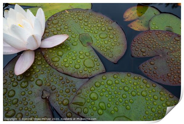 Lily pad droplets Print by Dominic Shaw-McIver
