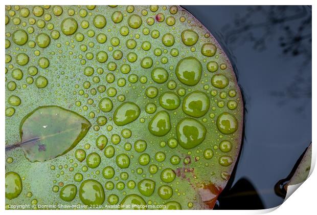 Raindrops on lily pads Print by Dominic Shaw-McIver