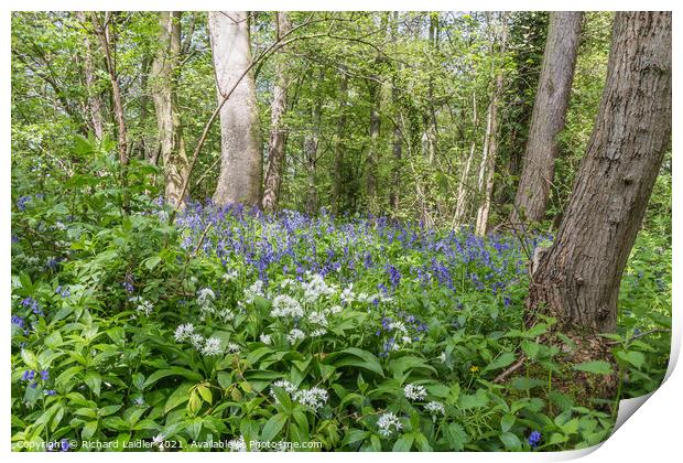 Woodland Wild Garlic and Bluebells Print by Richard Laidler