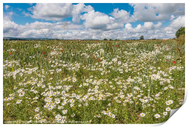 Ox Eye Daisies and Poppies Print by Richard Laidler