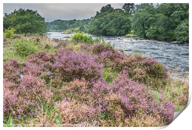 Flowering Heather on the Tees Riverbank Print by Richard Laidler