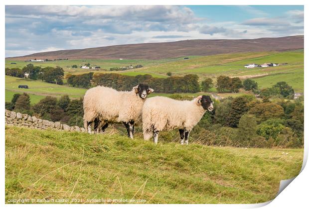 Swaledales at Hield House, Teesdale Print by Richard Laidler