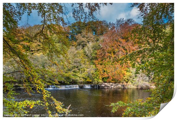 Autumn Beeches at Whorlton, Teesdale Print by Richard Laidler