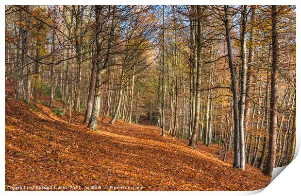 Autumn Woodland at Middleton in Teesdale Print by Richard Laidler