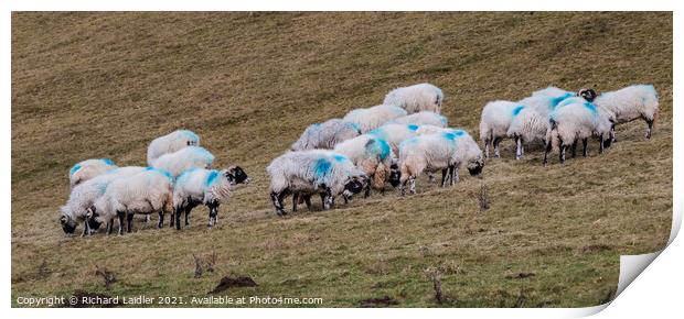 Hill Sheep Blues  Print by Richard Laidler