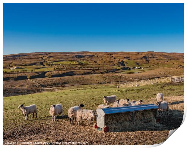 Winter Fodder at Bowes Close Farm Harwood, Teesdale Print by Richard Laidler