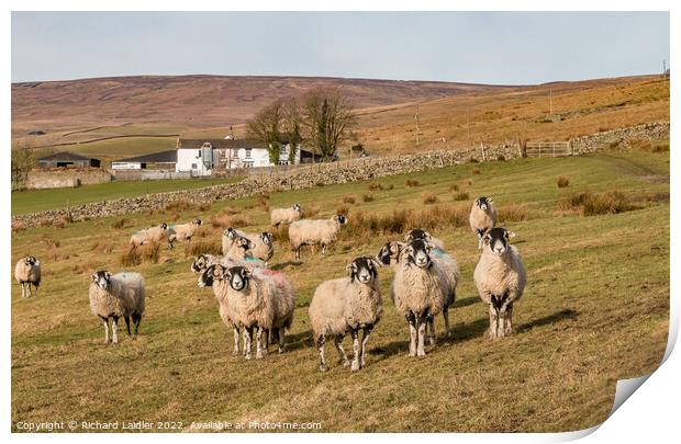 Inquisitive Sheep  Print by Richard Laidler