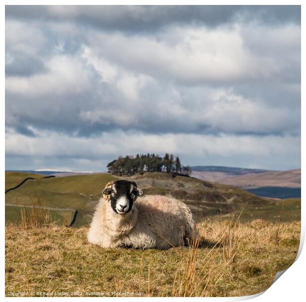 Solitary Swaledale Sheep in Teesdale Print by Richard Laidler