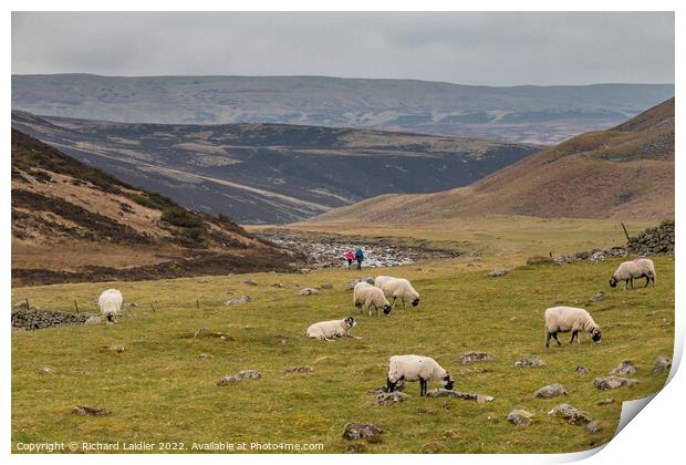 Heading for Cauldron Snout on the Pennine Way, Teesdale Print by Richard Laidler