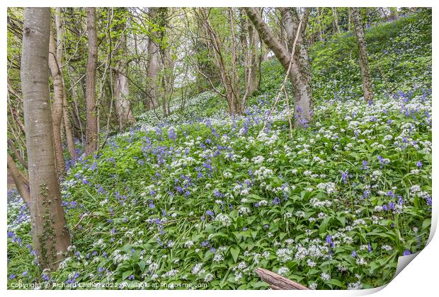 Bluebells and Wild Garlic Woods Print by Richard Laidler