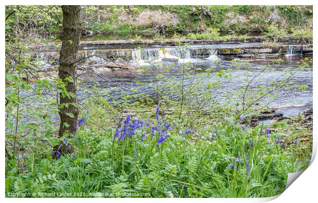 Bluebells on the Riverbank Print by Richard Laidler