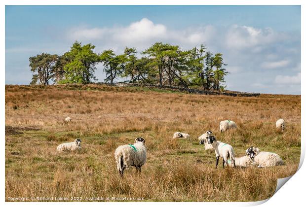 Grazing at Scarney Hill, Teesdale Print by Richard Laidler