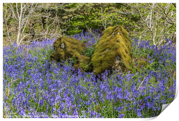 Bluebells at Low Force, Teesdale Print by Richard Laidler