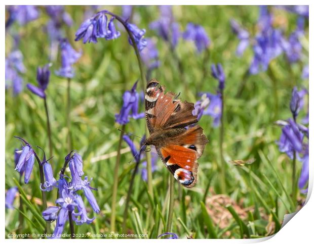 Peacock Butterfly and Bluebells Print by Richard Laidler