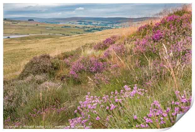 Bell Heather on Harker Hill, Teesdale Print by Richard Laidler